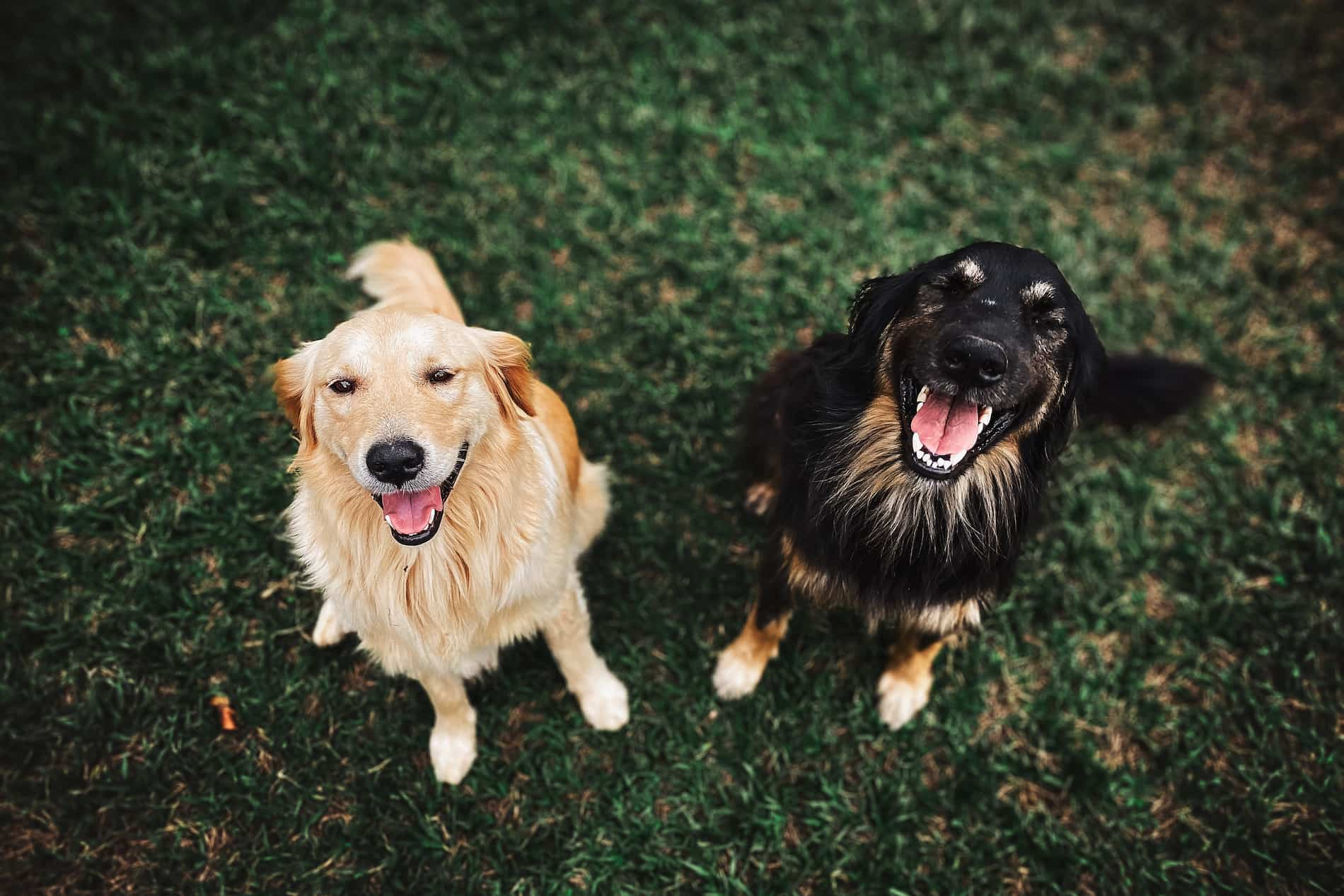 Pet Fencing in Louisville