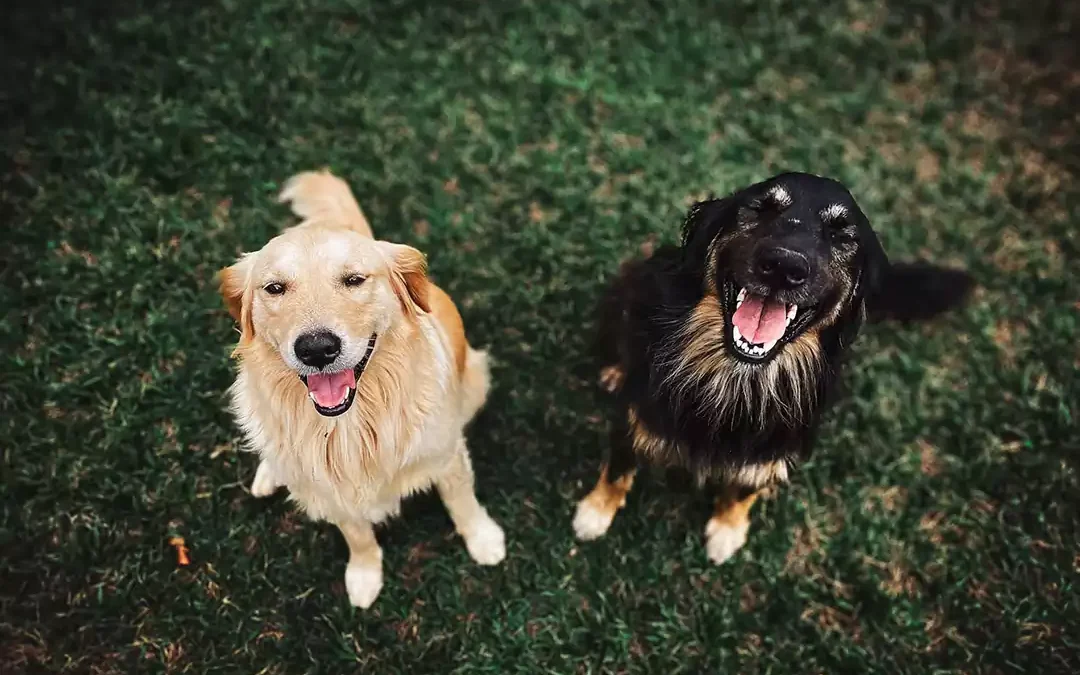 How to Maintain Your Electric Dog Fence