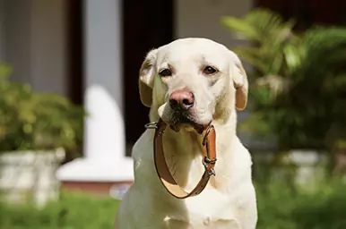 How to Properly Fit your Dog Fence Collar