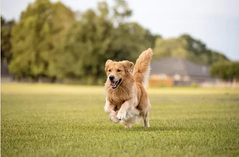 Wire, Wireless, GPS – Comparison of Dog Fence Technology