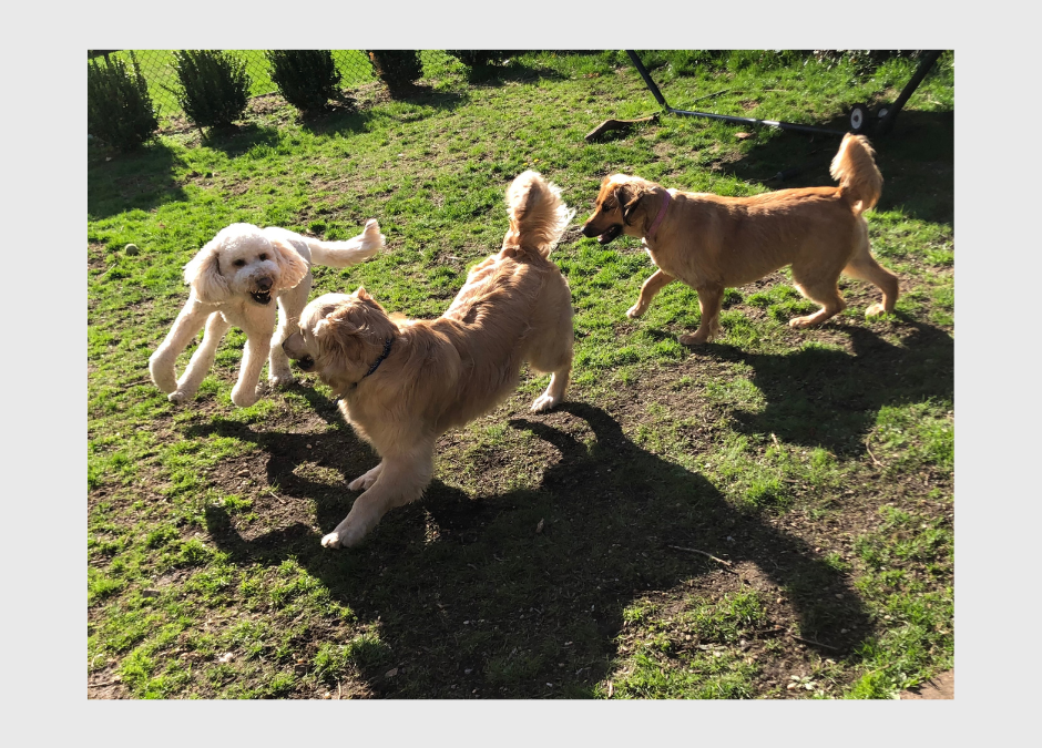 Top 5 Reasons Pets Escape and How an Invisible Fence Can Help
